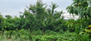 감자5892님의 복숭아 · 영농일지 작성글 사진