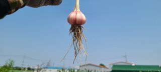 정진해님의 마늘 · 영농일지 작성글 사진