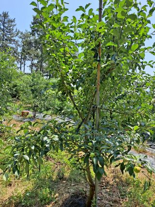 최구현님의 사과 · 영농일지 작성글 사진