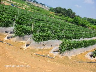 고추농사 25414님의 기타작물 · 영농일지 작성글 사진