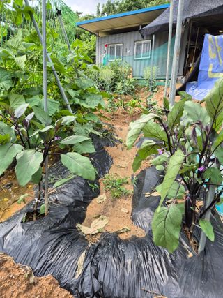 호랑이별님의 기타작물 · 영농일지 작성글 사진