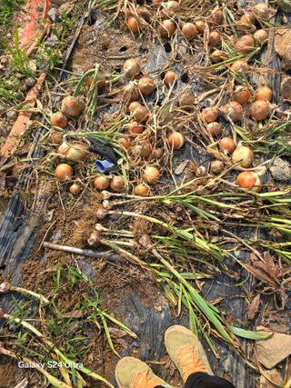 소병찬님의 마늘 · 영농일지 작성글 사진