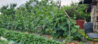 감자5892님의 복숭아 · 영농일지 작성글 사진