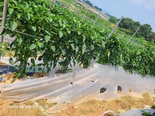 고추농사 25414님의 기타작물 · 영농일지 작성글 사진