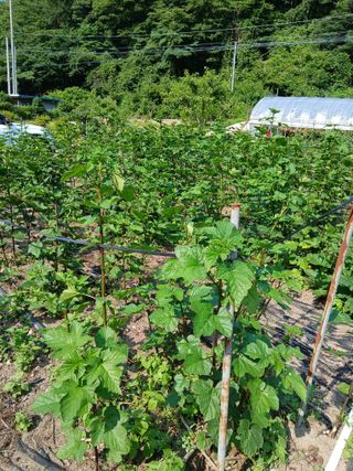 이종득님의 딸기 · 영농일지 작성글 사진