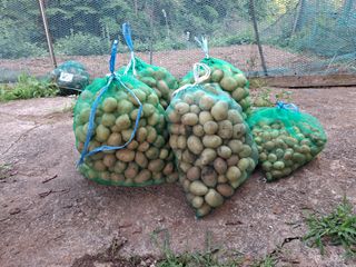 산중과실님의 기타작물 · 영농일지 작성글 사진