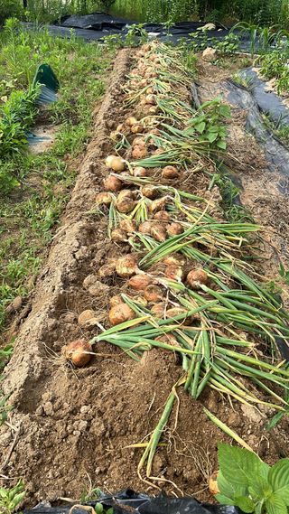 4644님의 양파 · 영농일지 작성글 사진