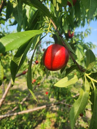 박병한님의 복숭아 · 영농일지 작성글 사진