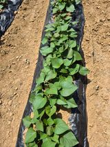 팜모닝 고구마·영농일지 게시글 이미지