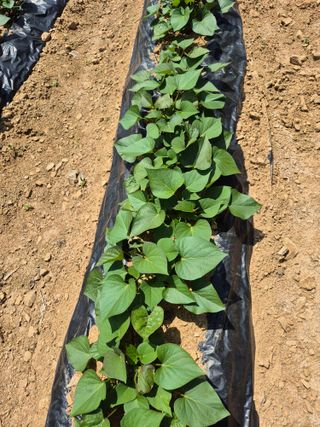 엘림농장님의 고구마 · 영농일지 작성글 사진