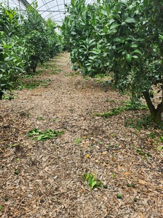 제주온님의 귤 · 영농일지 작성글 사진