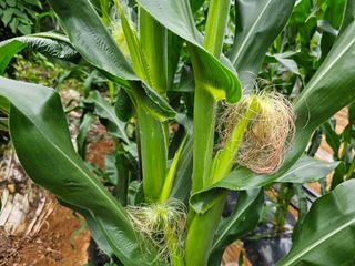 박주흥님의 기타작물 · 영농일지 작성글 사진