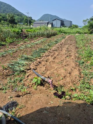 농부님.모두.모두힘님의 기타작물 · 영농일지 작성글 사진