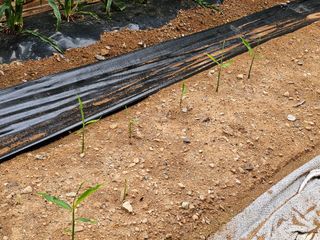 박주흥님의 기타작물 · 영농일지 작성글 사진