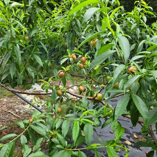 양배추21889님의 복숭아 · 영농일지 작성글 사진