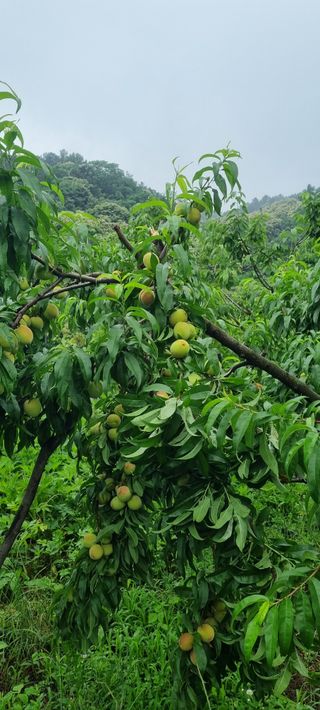 감자5892님의 복숭아 · 영농일지 작성글 사진