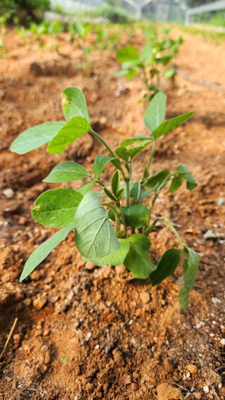 봉담고추님의 콩 · 영농일지 작성글 사진