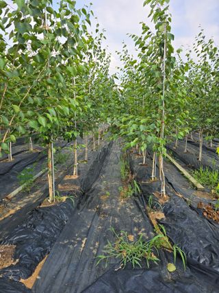 청주자작나무님의 기타작물 · 영농일지 작성글 사진