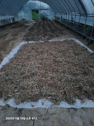 고추농사 25414님의 기타작물 · 영농일지 작성글 사진