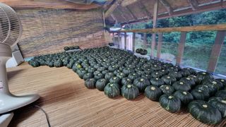 촌사리님의 호박 · 영농일지 작성글 사진