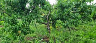 감자5892님의 복숭아 · 영농일지 작성글 사진