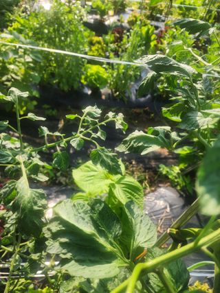 차태현님의 토마토 · 영농일지 작성글 사진