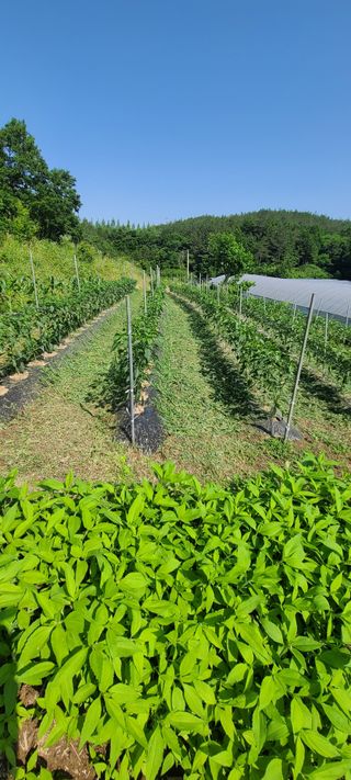 조희경님의 기타작물 · 영농일지 작성글 사진