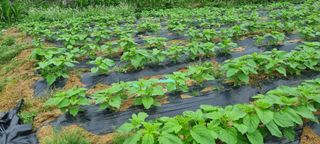 감자5892님의 참깨 · 영농일지 작성글 사진