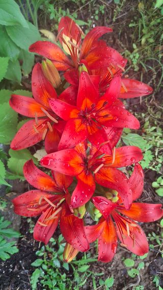 꽃님님의 감자 · 영농일지 작성글 사진