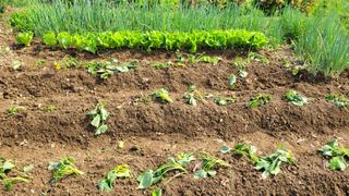 김영규님의 고구마 · 영농일지 작성글 사진