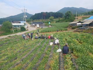 콩나라최여순님의 기타작물 · 영농일지 작성글 사진