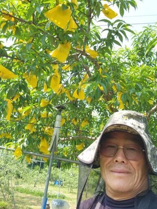 키다리님의 감 · 영농일지 작성글 사진