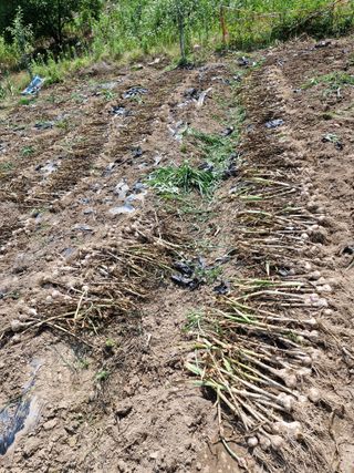 낙엽교목류21691님의 기타작물 · 영농일지 작성글 사진