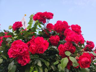 키다리님의 감 · 영농일지 작성글 사진