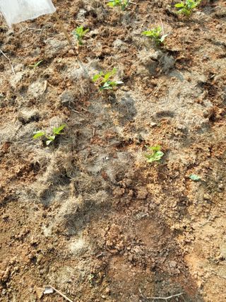 최유순님의 기타작물 · 영농일지 작성글 사진