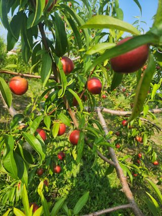 박병한님의 복숭아 · 영농일지 작성글 사진