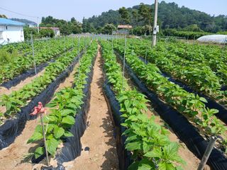 최남옥님의 기타작물 · 영농일지 작성글 사진
