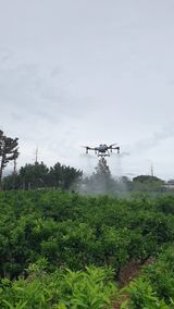 팜모닝 귤·영농일지 게시글 이미지