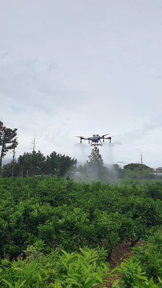 태영님의 귤 · 영농일지 작성글 사진