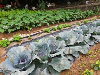 박주흥님의 기타작물 · 영농일지 작성글 사진