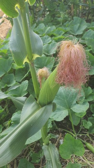 윤정님의 옥수수 · 영농일지 작성글 사진