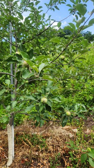 사과6329님의 사과 · 영농일지 작성글 사진