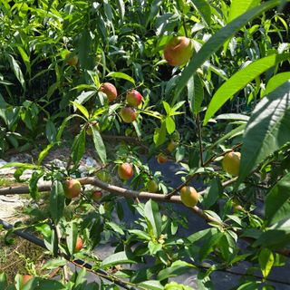 양배추21889님의 복숭아 · 영농일지 작성글 사진