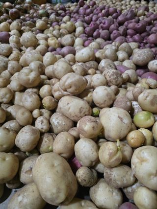 비타민님의 감자 · 영농일지 작성글 사진