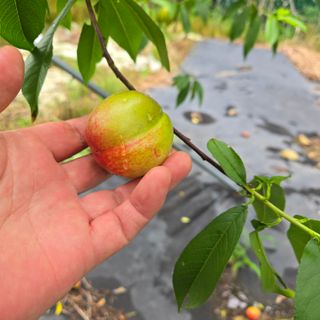 양배추21889님의 복숭아 · 영농일지 작성글 사진