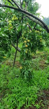 팜모닝 복숭아·영농일지 게시글 이미지