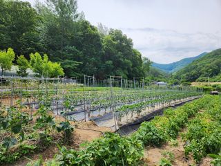 드래곤 님의 고추 · 영농일지 작성글 사진