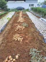 팜모닝 양파·영농일지 게시글 이미지