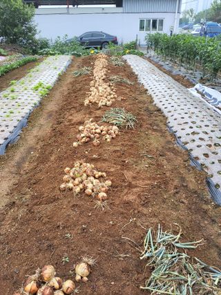 벼8641님의 양파 · 영농일지 작성글 사진