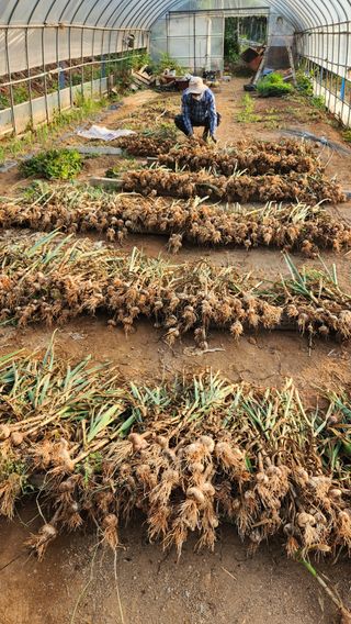 봉담고추님의 마늘 · 영농일지 작성글 사진